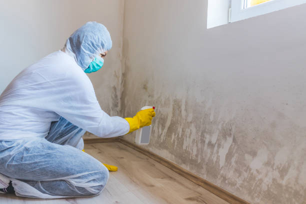 Licensed Mold Testing service in Royersford, PA - WQB Mold Removal